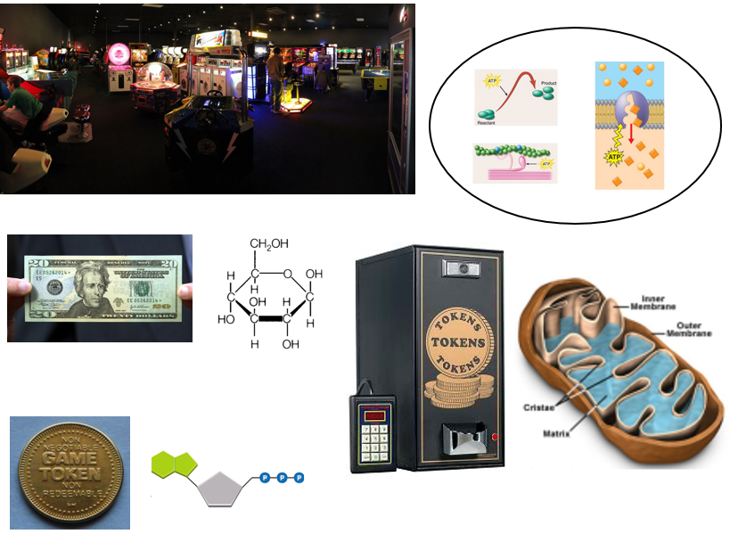 Cellular Respiration as an arcade